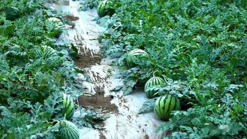 花雨落吃瓜,一场别开生面的吃瓜盛宴