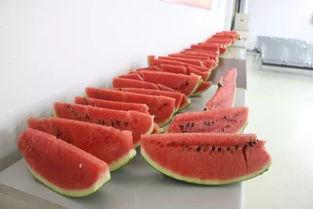 水乐园吃瓜,水乐园里吃瓜趣事多