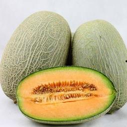 吃哈密瓜的东西,探寻哈密瓜的美食之旅